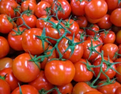Truss Tomatoes ($6.99 Per Kg)