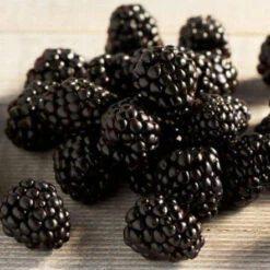 Blackberries Punnet