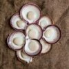 Abrolhos Islands Scallops (WA) - Each