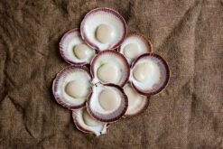 Abrolhos Islands Scallops (WA) - Each