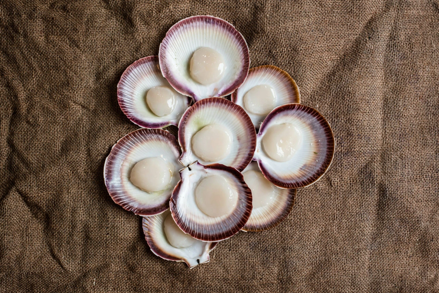 Abrolhos Islands Scallops (WA) - Each