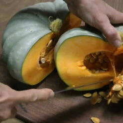 Pumpkin Butternut , Japanese Kent