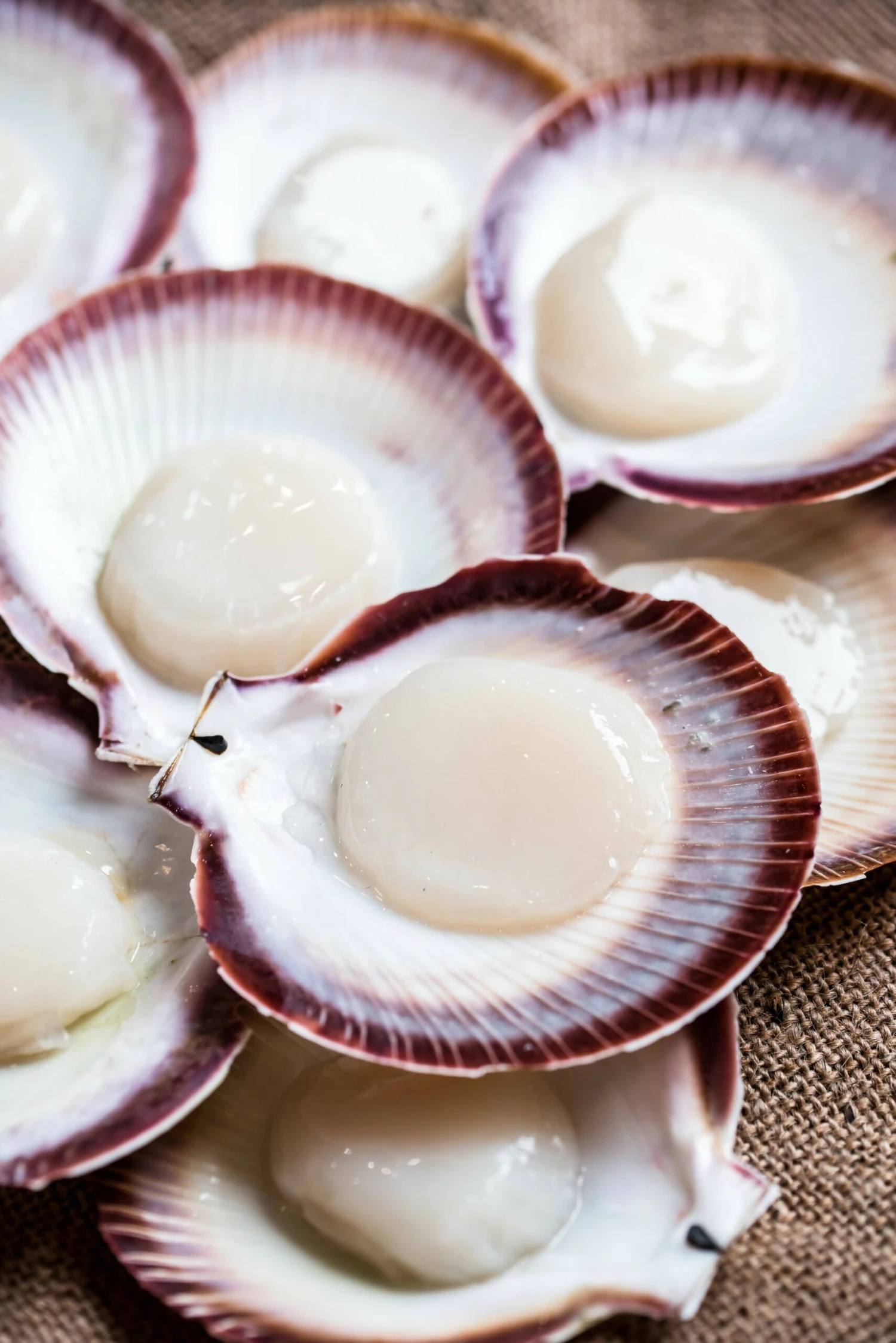 Abrolhos Islands Scallops (WA) - Each - Image 2
