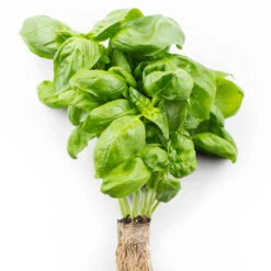 Basil $4.50 Bunch