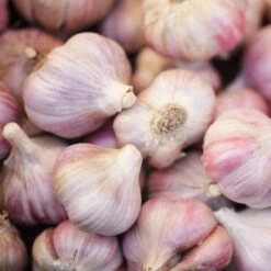 Garlic(30.00p/kg)