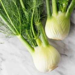 Fennel