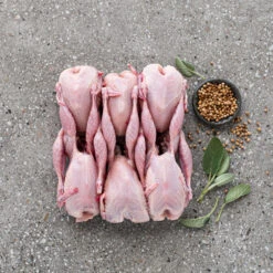 Quail (6 Pack) Jumbo