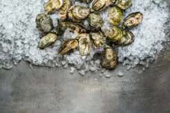 Live - Smoky Bay Oysters - Unshucked - 1 Dozen