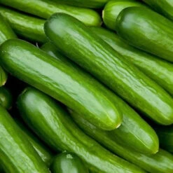 Lebanese Cucumber