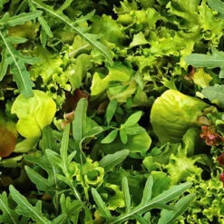 Rocket(4.99p/bag/120gm)