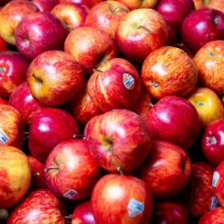 Royal Gala Apples(4.99p/kg)