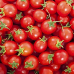 Cherry Tomato(3.00p/box/250gm)