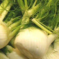 Fennel (2.00p/each)
