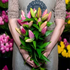 Oriental Lillies (pink)