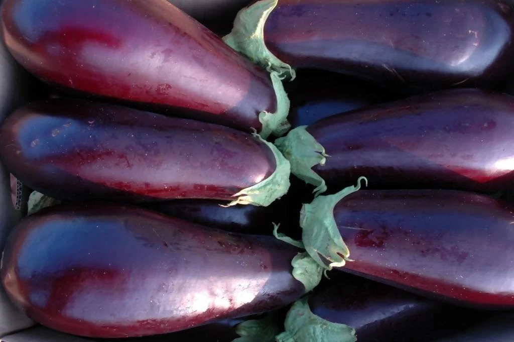 Eggplant ($9.99 P/kg) - Image 2