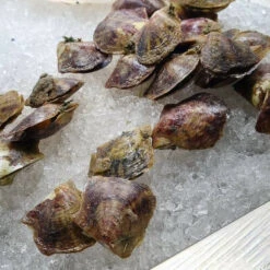 Akoya Pearl Oyster - WA - Each